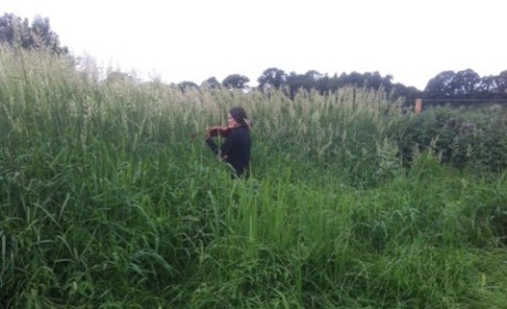 Emma listening to the tall grass crop